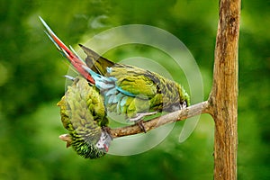 Green parrot Military Macaw, Ara militaris, Costa Rica. Wildlife scene form nature. Animal behaviour in forest. Two parrots on the