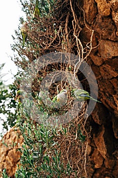 The green parrot monk or Kalita, or Myiopsitta monachus in the Park Guell, Barcelona, Spain. photo