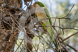 Green parrot, Monk parakeet, Myiopsitta monachus, Quaker parrot