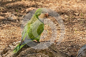 Green parrot, Monk parakeet, Myiopsitta monachus, Quaker parrot