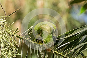 Green parrot, Monk parakeet, Myiopsitta monachus, Quaker parrot