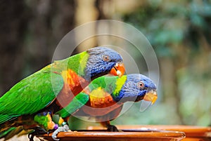 Green parrot near the feeders, eating fruit.