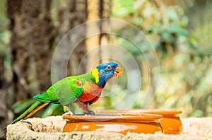 Green parrot near the feeders, eating fruit.