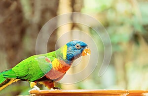 Green parrot near the feeders, eating fruit.