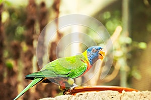 Green parrot near the feeders, eating fruit.