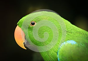 Green parrot with orange beak