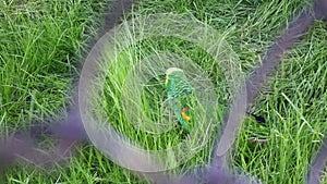 Green parrot pecks the grass while sitting in the bird cage.