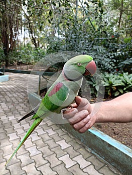 A green parrot perched on the fingers of his trainer in the Aviary of Karanji Lake Park, Mysore