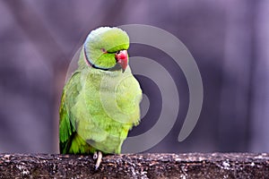 Green Parrot Perched on a Log With Red Beak and Bright Green Plumage