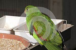 Green parrot perched on table with feed trays in aviary