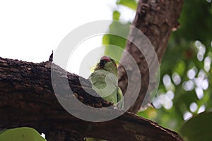 Green parrot perching and sleeping on tree branch outdoors