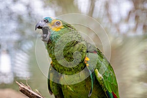 Green parrot popinjay close up with colorful feathers twittering in Malaysia