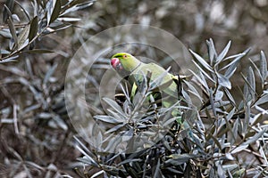 A green parrot preached on the tree during the day