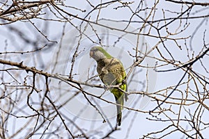 A green parrot preached on the tree during the day