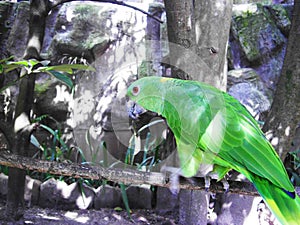 Green Parrot Psittacara holochlorus photo