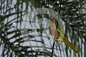 Green parrot, psittacoidea, standing on a wire with leafy branch