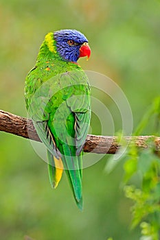 Green parrot. Rainbow Lorikeets Trichoglossus haematodus, colourful parrot sitting on the branch, animal in the nature habitat, Au