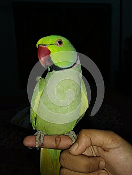 Green Parrot with Red Beak sitting on Finger