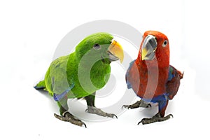 Green parrot and red parrot(Eclectus roratus)