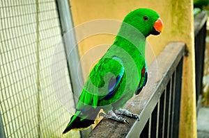 Green parrot resting on handrail