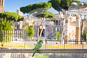 Green parrot at the Roman Forum ruins in Rome, Italy