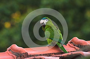 Green parrot on the roof of a house with a blurred background of green nature. Parrot also known as Maritaca bird in Brazi photo