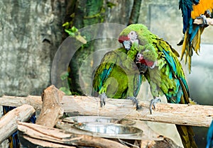 Green Parrot scratching each other grooming