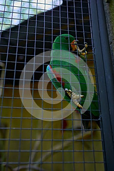 Green parrot sits in a cage against a background of bushes