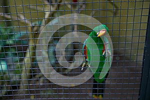 Green parrot sits in a cage against a background of bushes