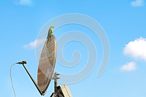 Green parrot sits on a old parabolic antenna dish on the blue sky background