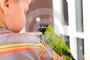 Green parrot sitting at boy