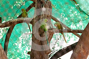 Green parrot sitting on the branch of tree in the cage of chhatbir zoo, India. Wildlife bird