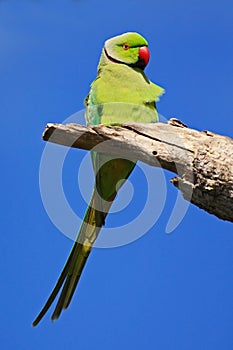 Green parrot sitting on tree branch with blue sky. Rose-ringed Parakeet, Psittacula krameri, beautiful green parrot in the nature
