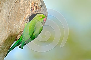 Green parrot sitting on tree trunk with nest hole. Nesting Rose-ringed Parakeet, Psittacula krameri, beautiful parrot in the natur