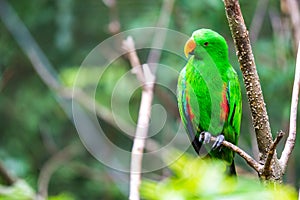 Green Parrot in Tree