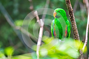 Green Parrot in Tree