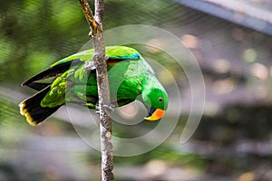 Green Parrot in Tree