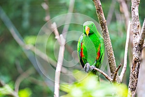 Green Parrot in Tree