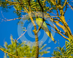 Green parrot on a tree on blue sky background