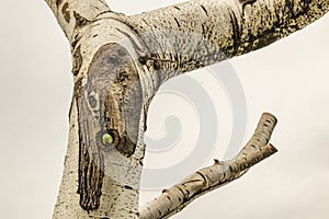 Green parrot in tree hole
