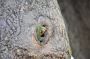 Green Parrot in a tree hole