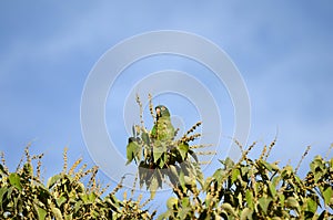 Green parrot in tree, Ibera National Reserve, Argentina