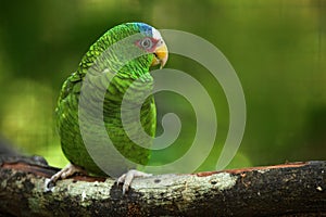 Green parrot White-fronted Amazon, Amazona albifrons, Belize