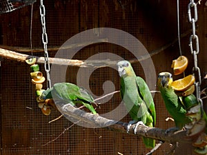 Green parrots