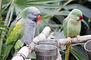 Green parrots