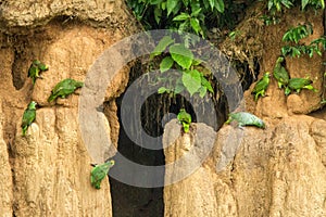 Green parrots on clay lick eating minerals, Green amazons in tropical forest, Brazil, Wildlife scene from tropical nature