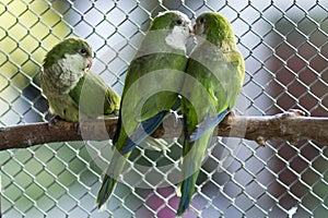 Green parrots