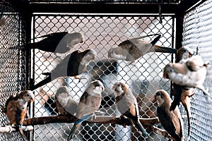 Green parrots