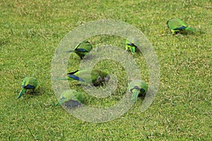 Green parrots on the grass in park of Madrid