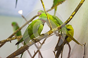 Green parrots